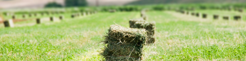 alfalfa hay field